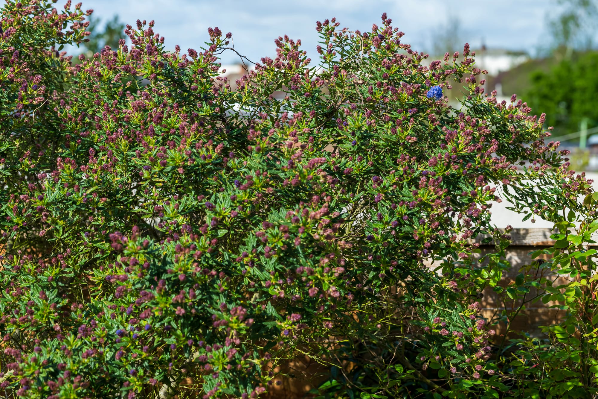 A full size Ceanothus azureus 'Concha' bush.