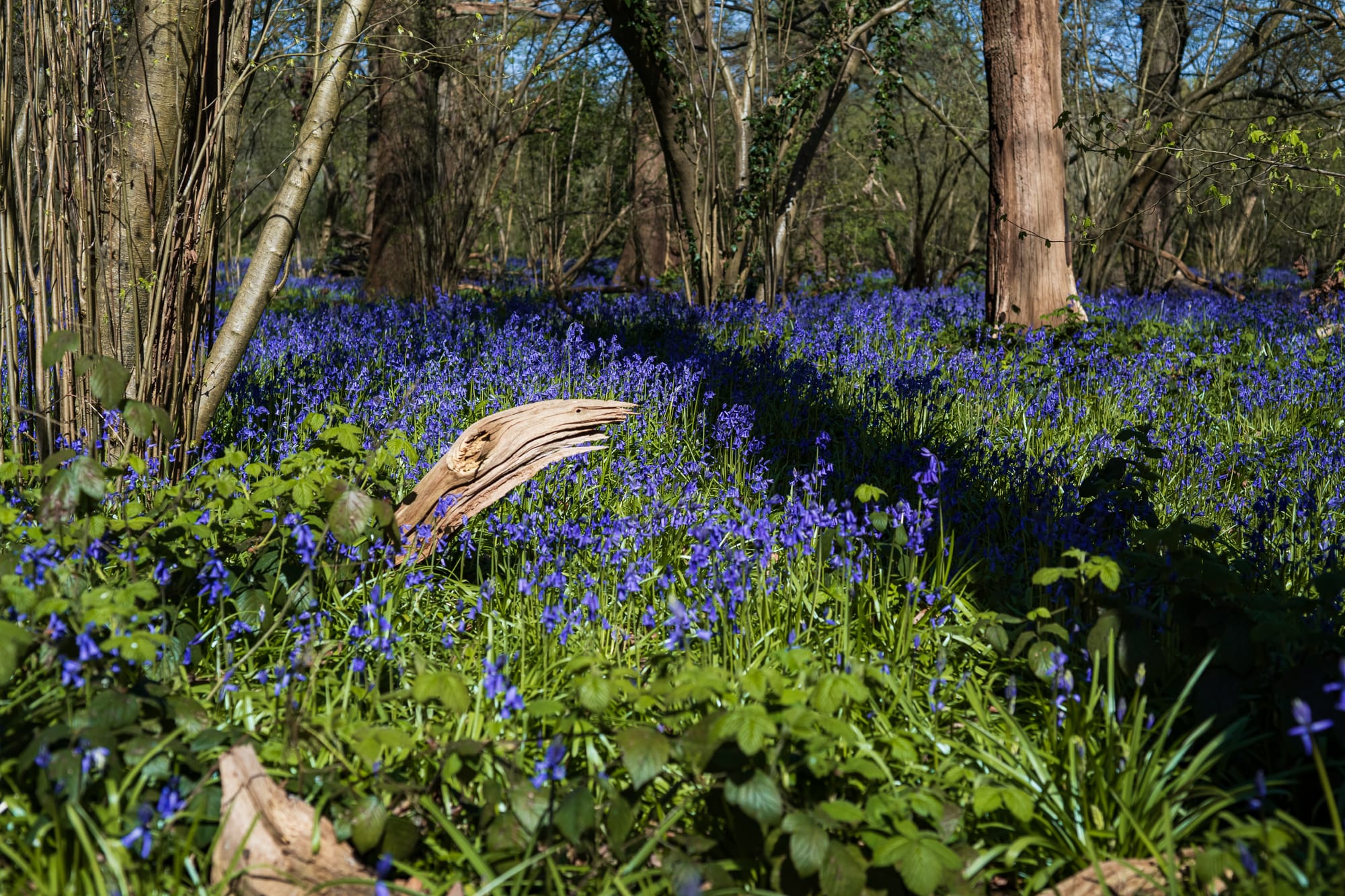A field of bluebells with a prominent wooden figure