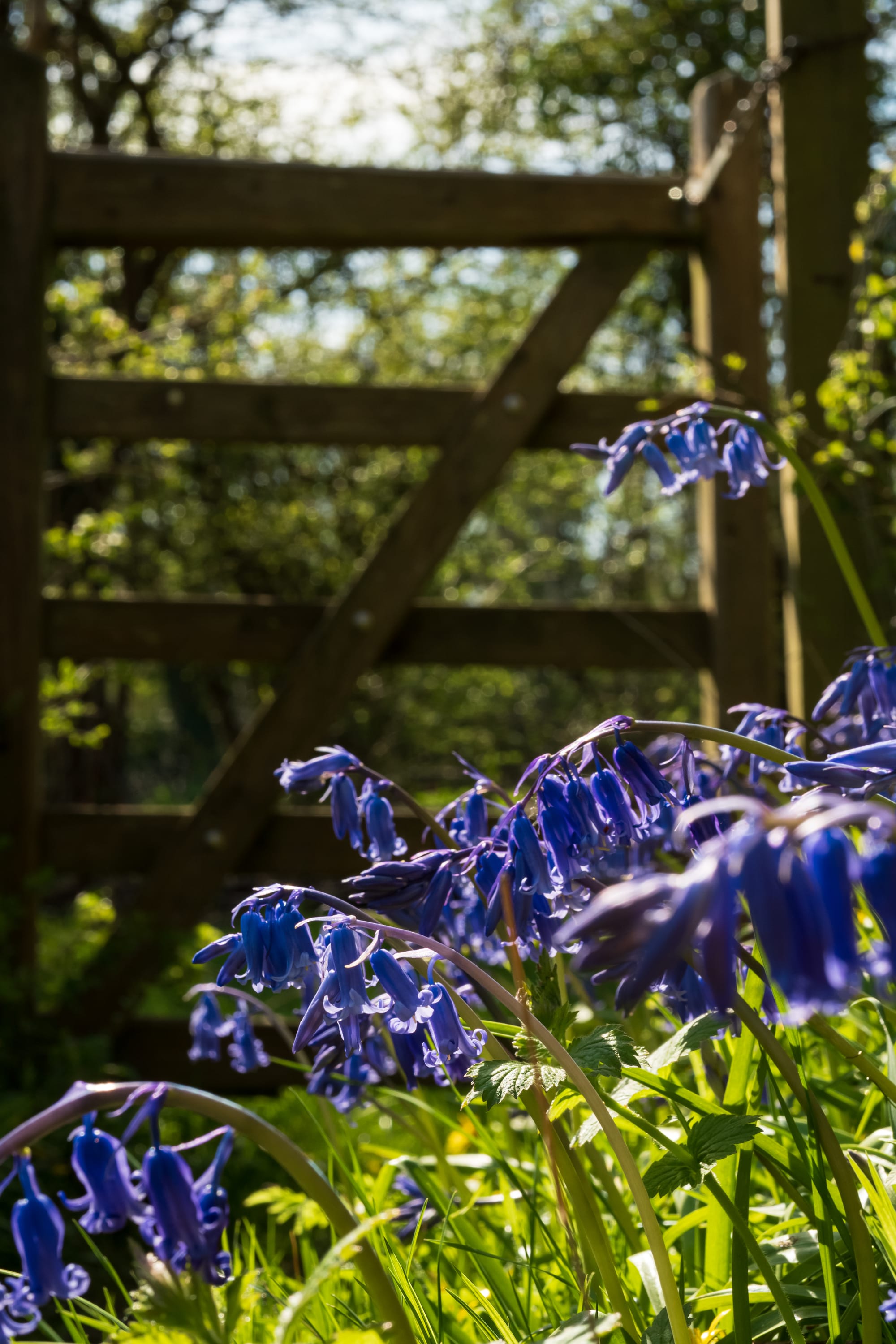 A group of bluebells with a gate in the distance.