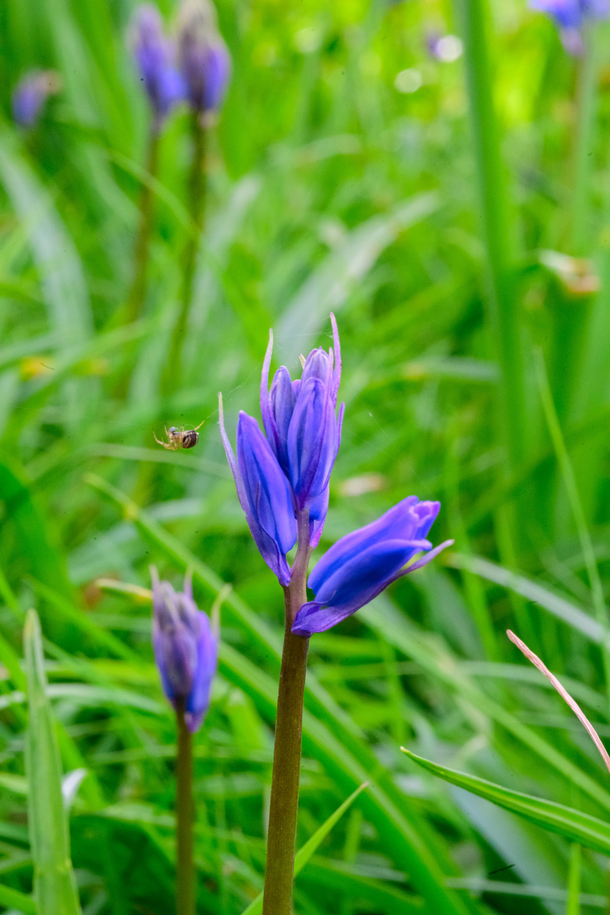 A Spanish bluebell with a spider making a web around it