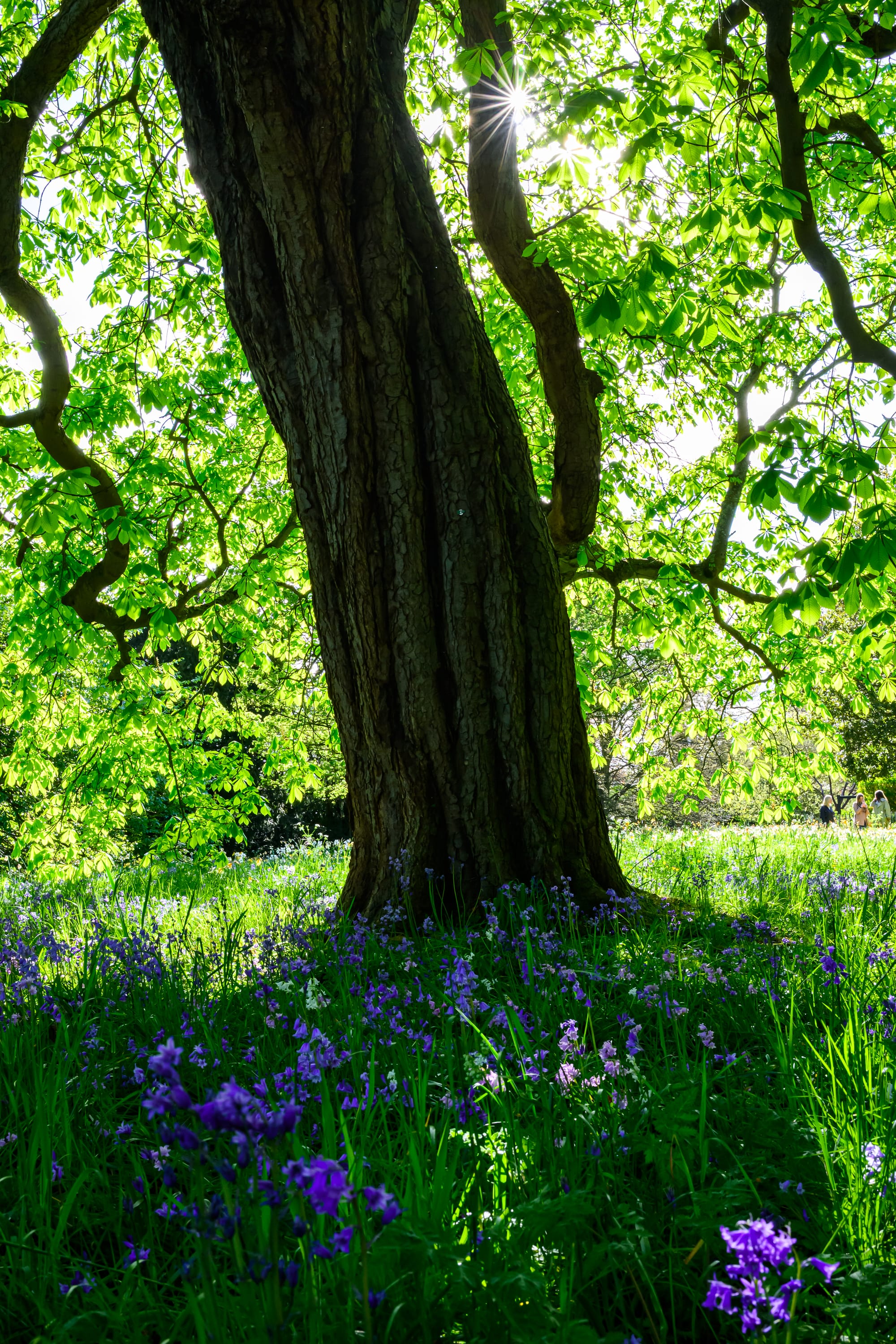 A tree shading a copse of bluebells, with a sunstar in the corner.
