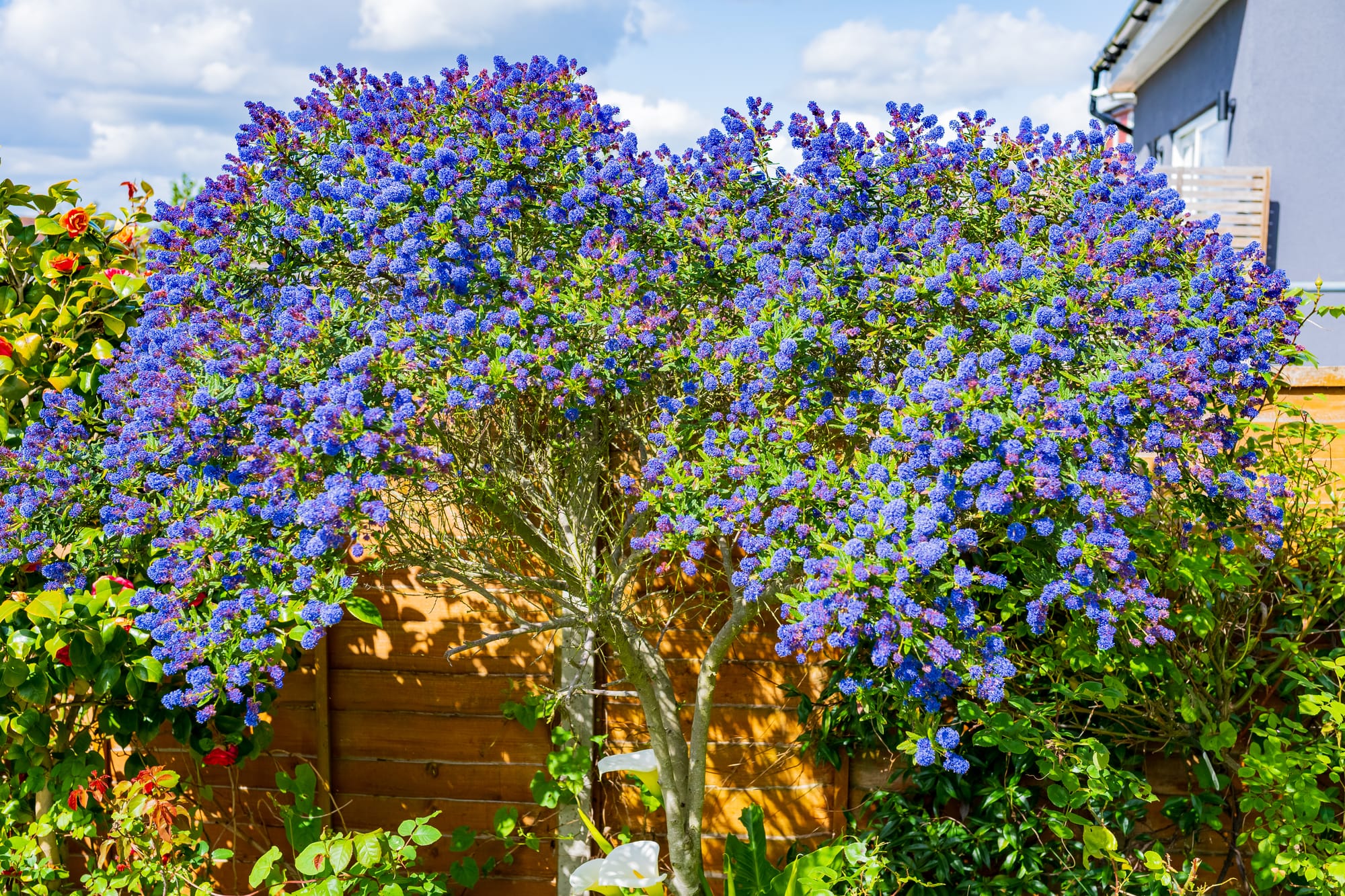A ceanothus in bloom.