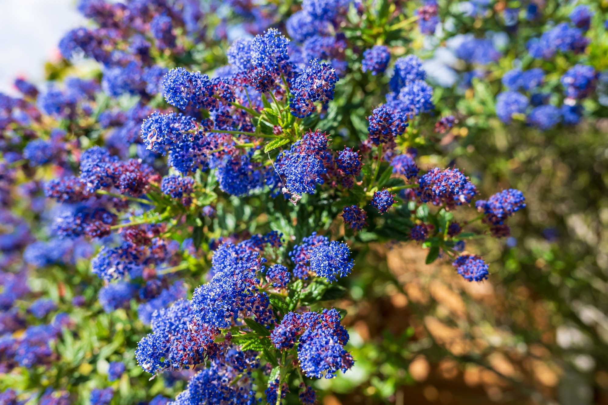 A close up of a ceanothus bloom.