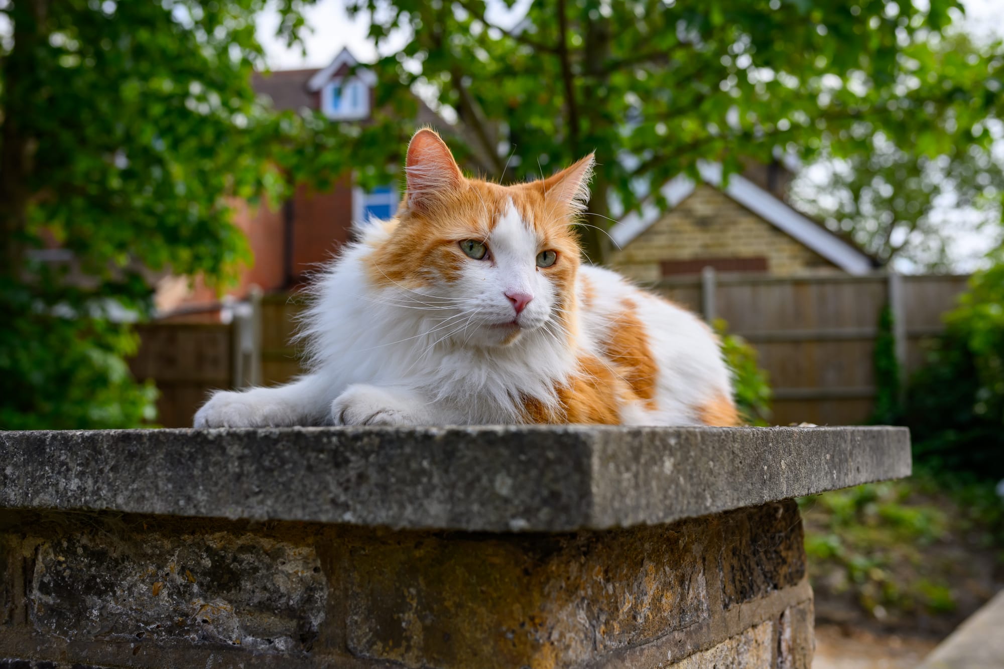 A orange-and-white cat chilling on a wall.