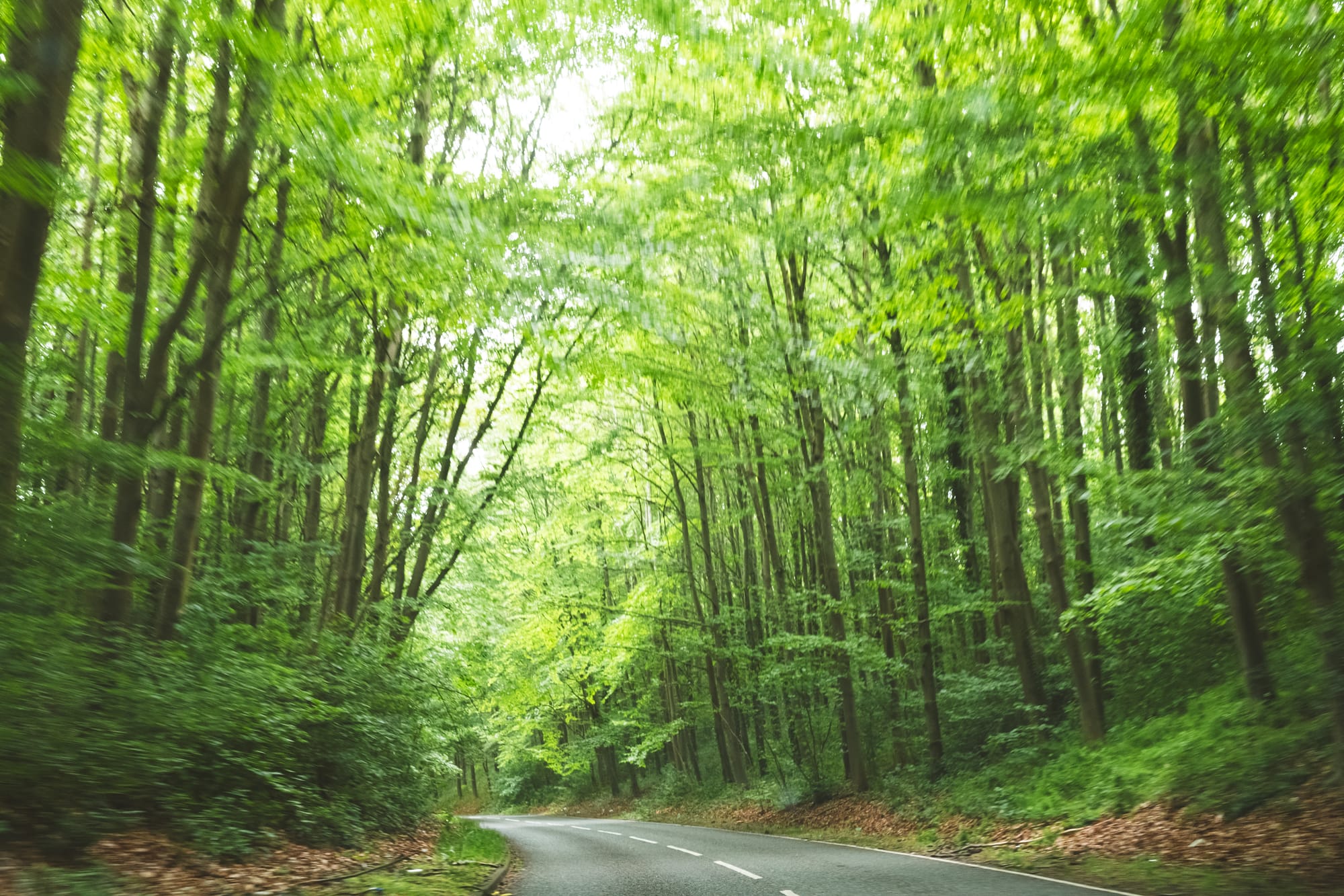 A forested road bending towards the left and reaching ever onwards.