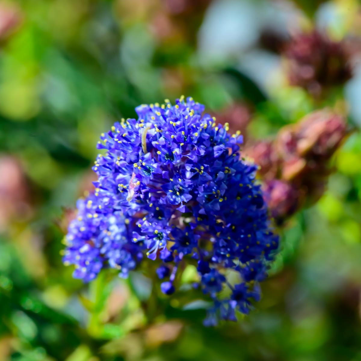 A Ceanothus azureus 'Concha' in bloom, close up on the flower.