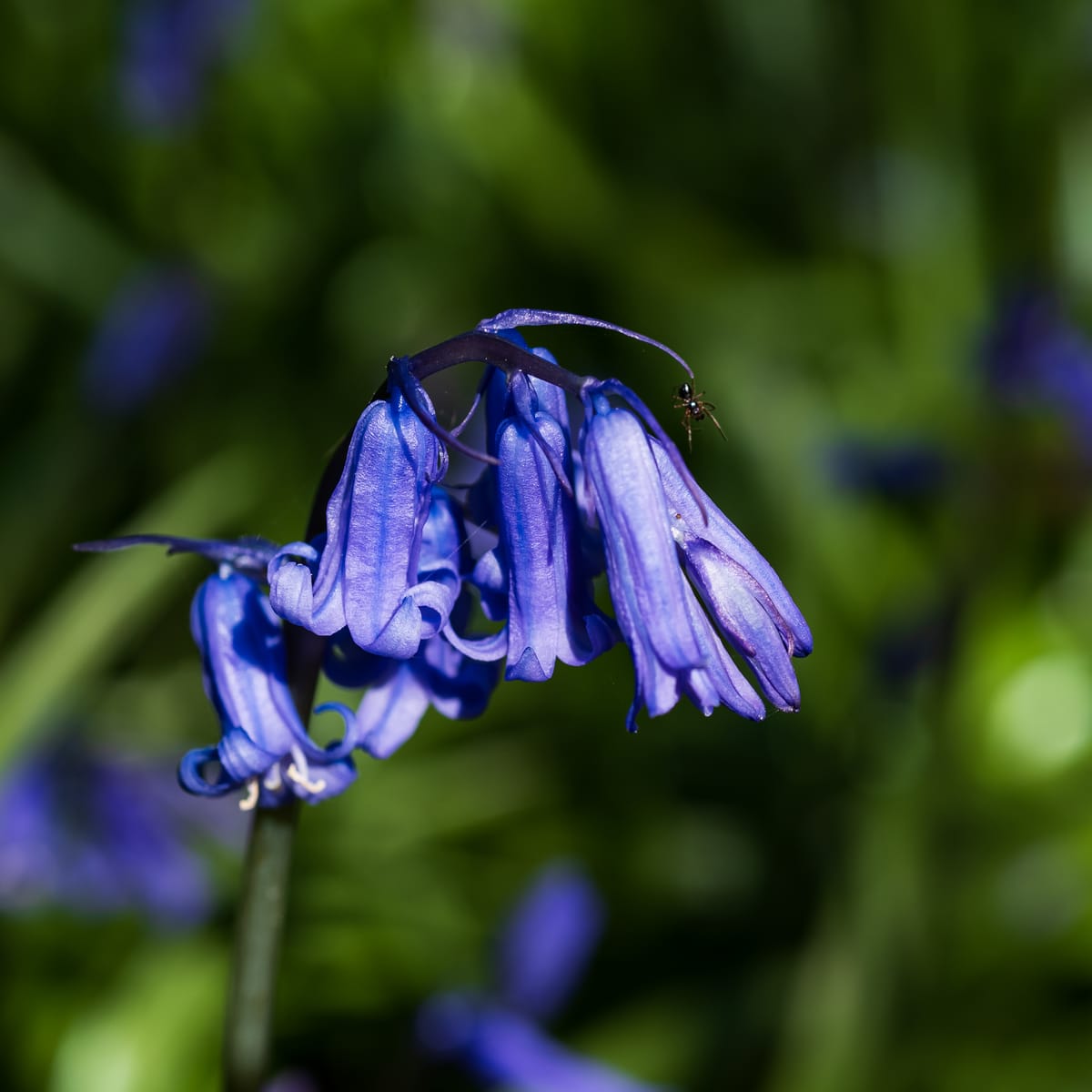 A bluebell in flower with a spider dangling from the top.